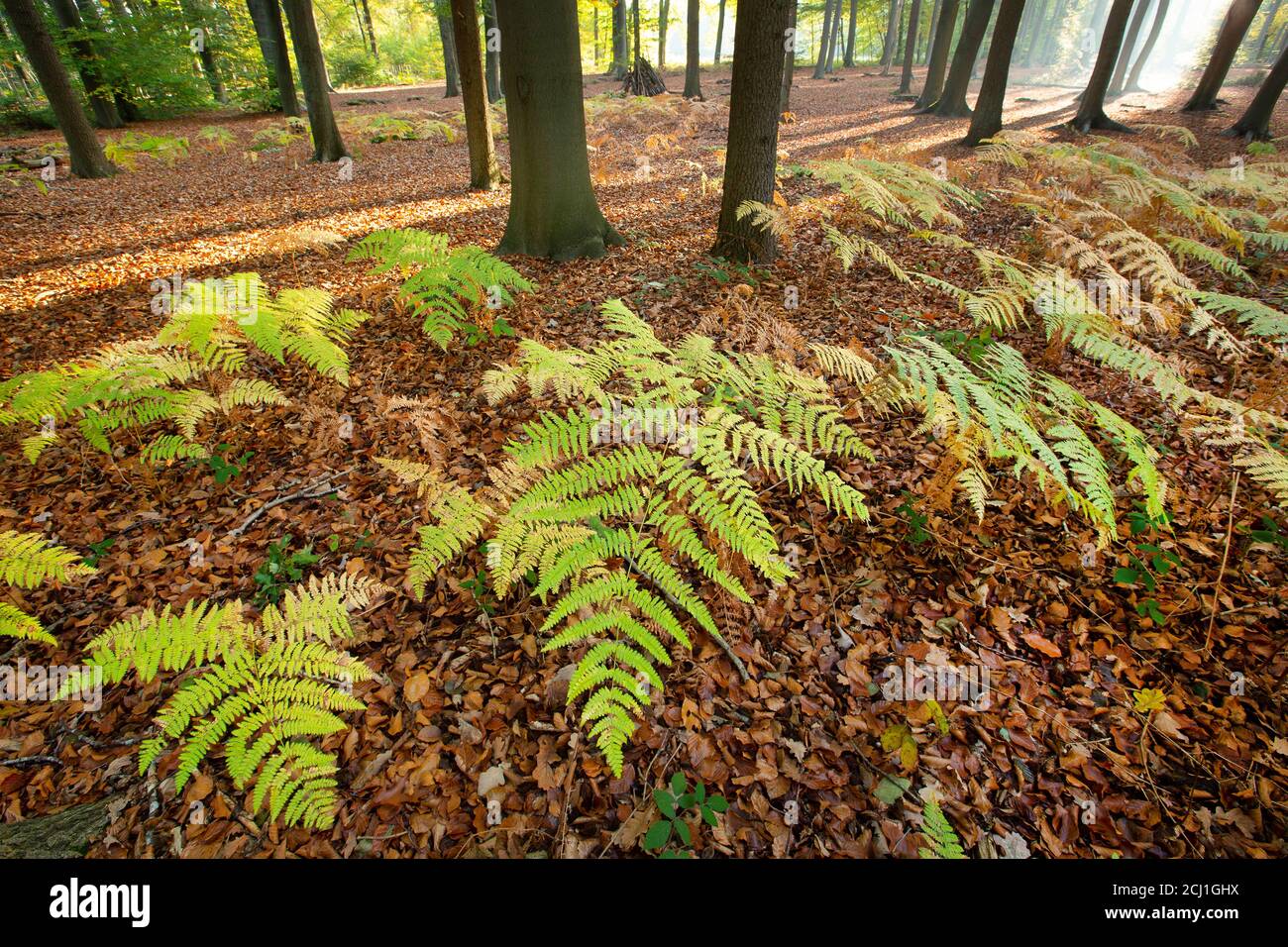 bracken Fern (Pteridium aquilinum), Ferns nella foresta di Makegem, Belgio, Fiandre Orientali, Merelbeke Foto Stock