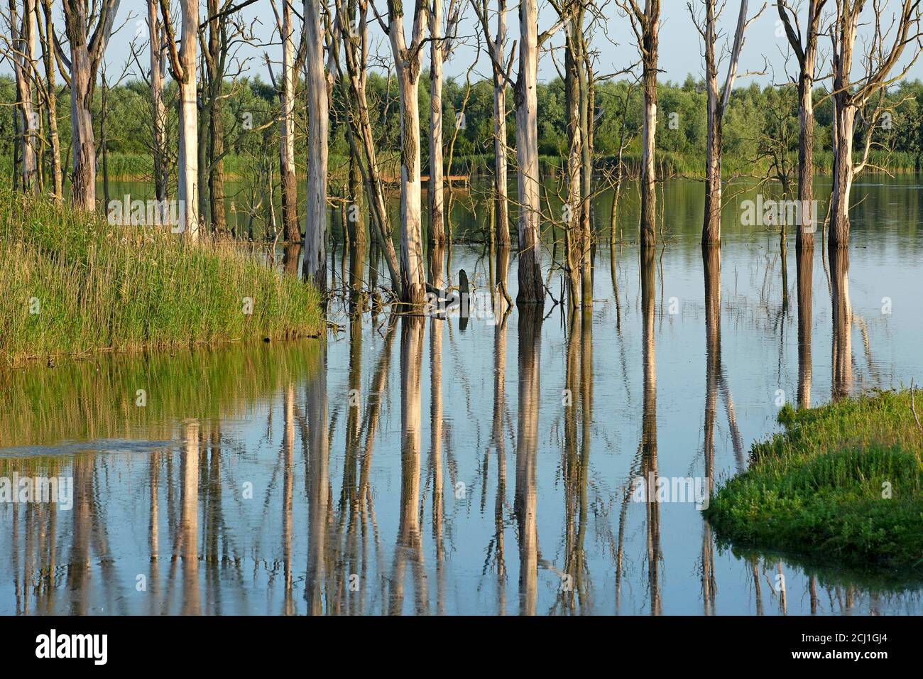 Area di sviluppo naturalistico nel Parco Nazionale del Biesbosch, Paesi Bassi, Noord-Brabant, Parco Nazionale De Biesbosch, Noordwaardpolder Foto Stock