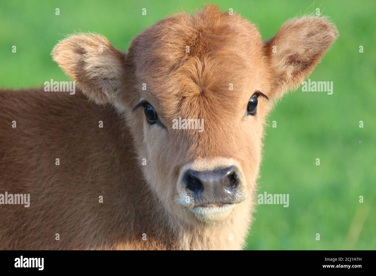 Bovino di collo (Bos primigenius F. taurus), ritratto di un cigno sul pascolo Foto Stock