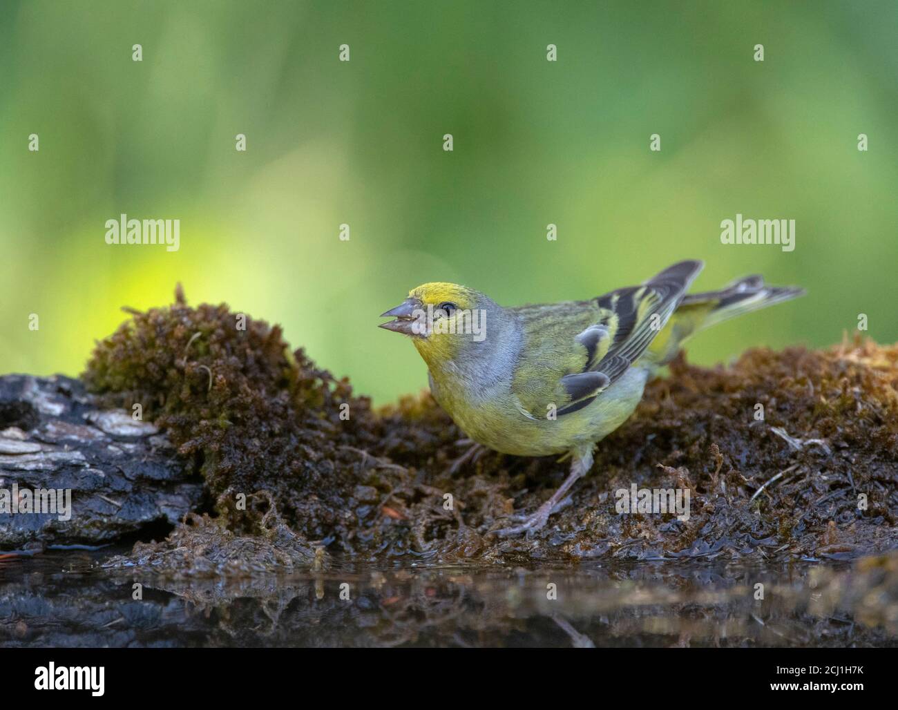 Fringuello di citril (Serinus citrinella), maschio che beve da un piccolo stagno della foresta, Spagna, Pirenei Foto Stock