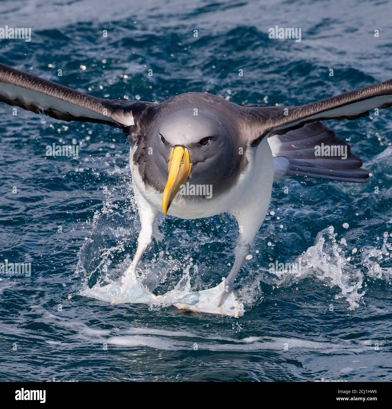 Chatham albatross, Chatham mollymawk, Island mollymawk (Thalassarche eremita), adulta atterrando sull'oceano, utilizzando i suoi piedi come attrezzatura di atterraggio, nuovo Foto Stock