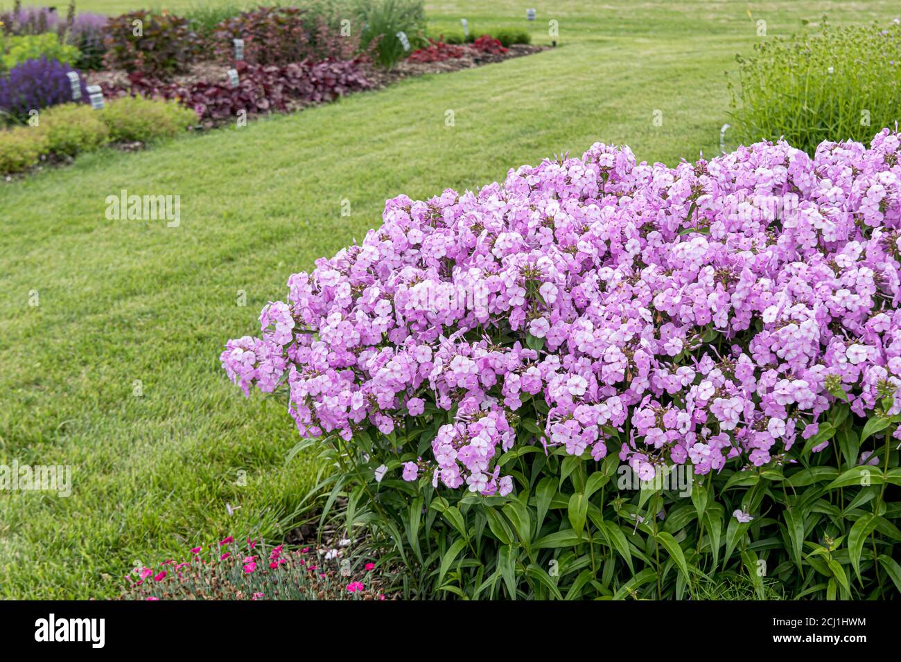 Flox caduta, flox giardino (Phlox 'Fashionably Early Princess', Phlox Fashionably Early Princess), fioritura, cultivar Fashionably Early Princess Foto Stock