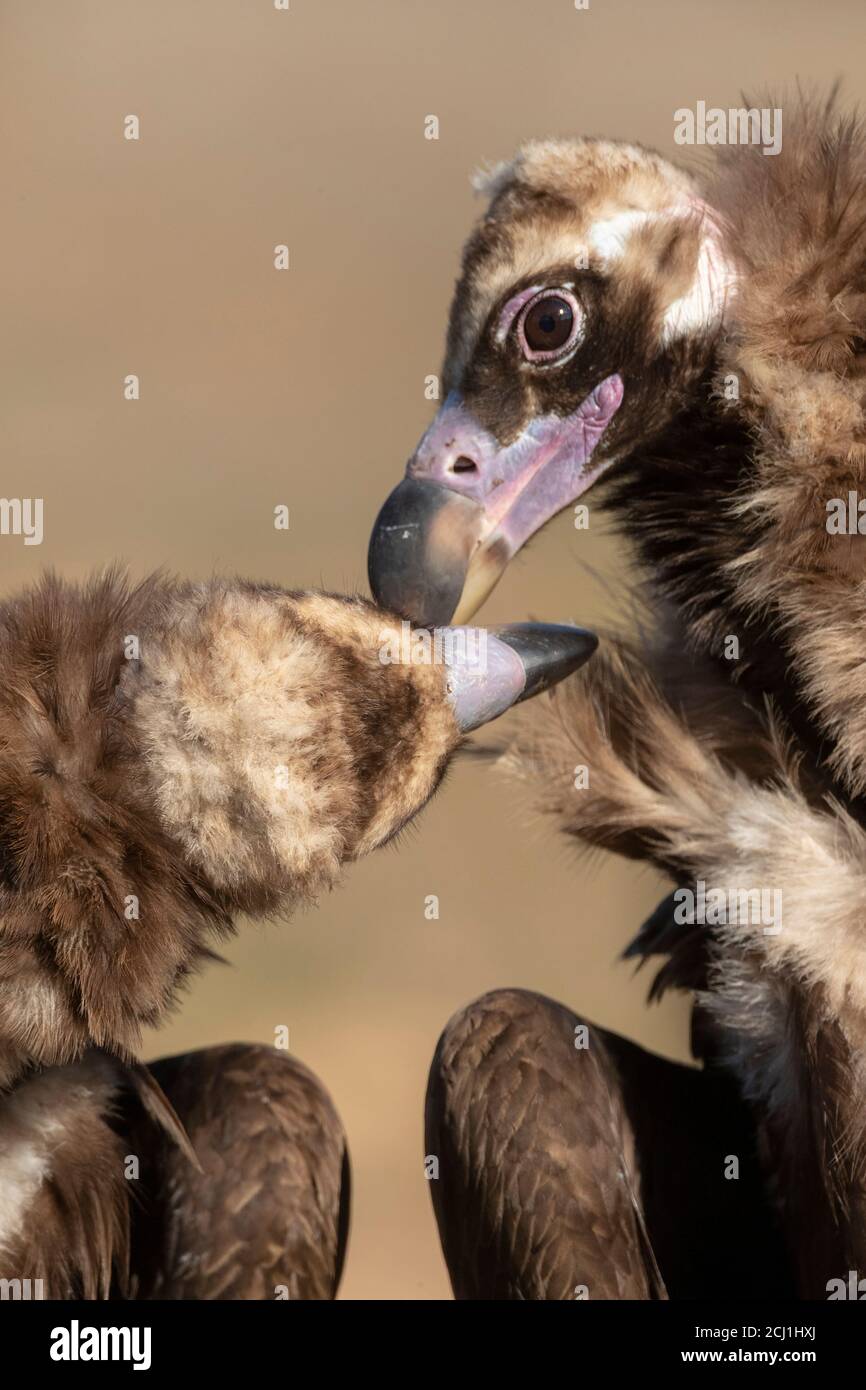 Avvoltoio cinereo (Egypio monachus), baciare, Spagna, Estremadura Foto Stock