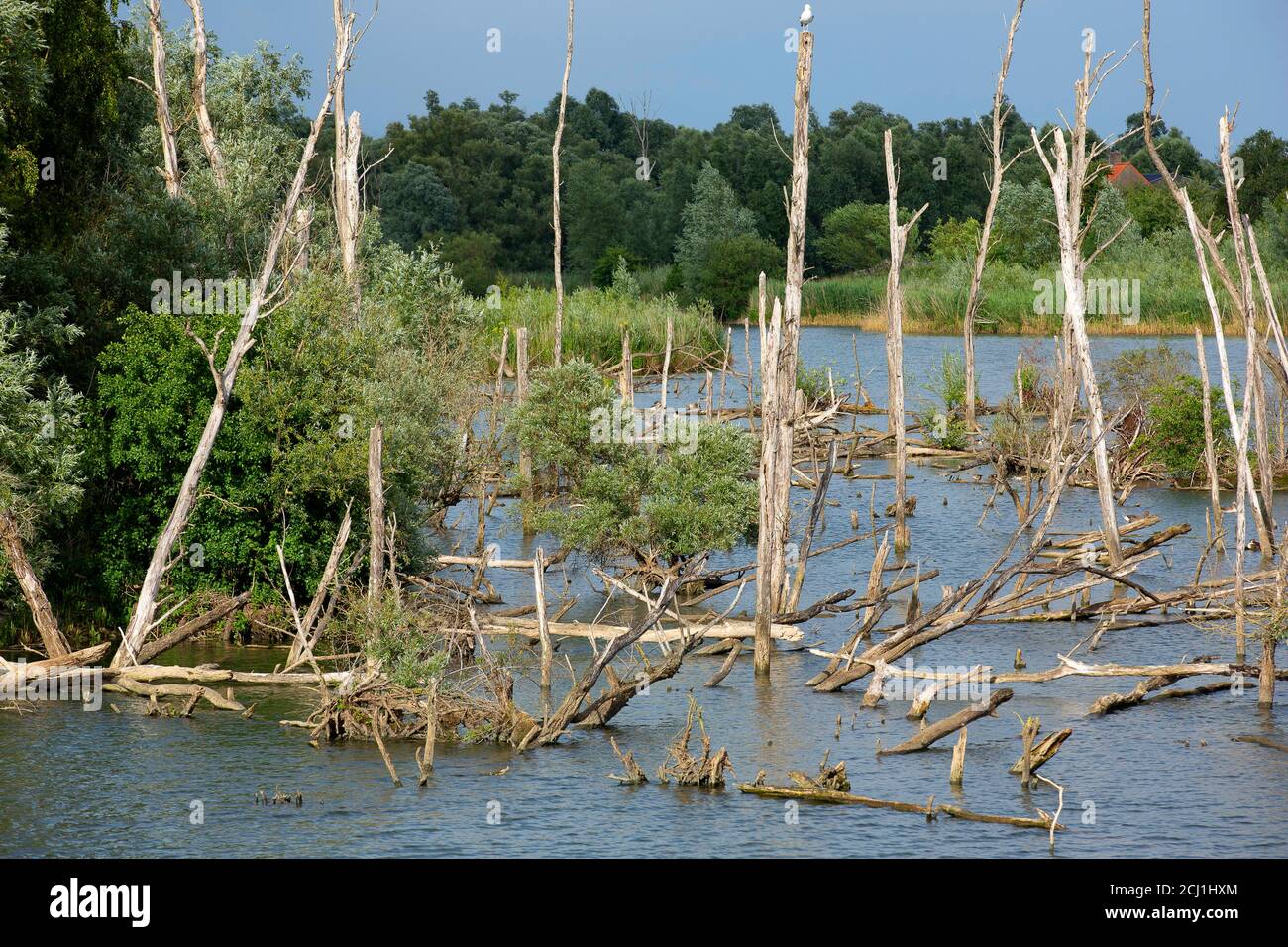 Area di sviluppo naturalistico nel Parco Nazionale del Biesbosch, Paesi Bassi, Noord-Brabant, Parco Nazionale De Biesbosch, Noordwaardpolder Foto Stock