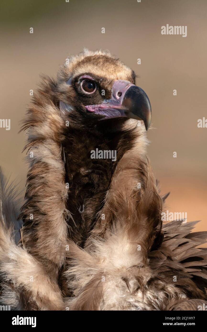 Avvoltoio cinereo (Egypio monachus), ritratto, Spagna, Estremadura Foto Stock