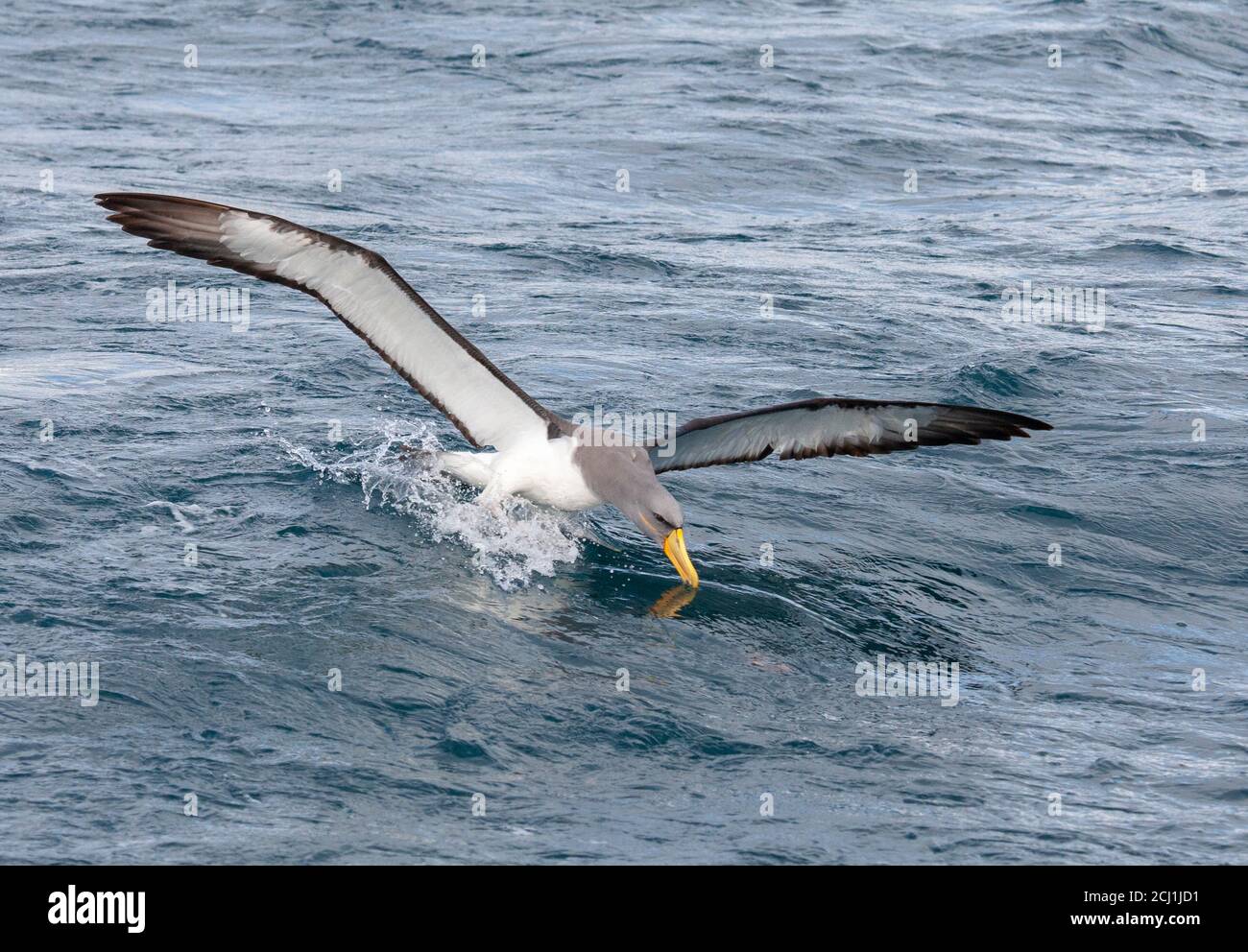 Chatham albatross, Chatham mollymawk, Island mollymawk (Thalassarche eremita), immersioni per adulti per cibo, Nuova Zelanda, Isole Chatham Foto Stock