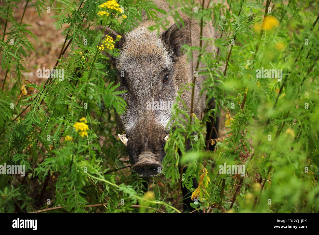 Cinghiale, maiale, cinghiale (Sus scrofa), tusker in erba alta con tansy in estate, Germania Foto Stock