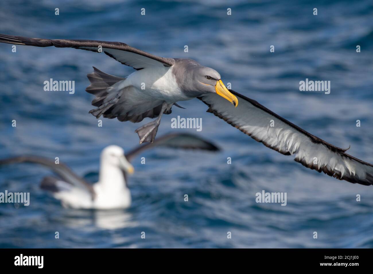 Chatham albatross, Chatham mollymawk, Isola mollymawk (Thalassarche eremita), adulto in volo con Albatross bianco-capped sullo sfondo, nuovo Foto Stock