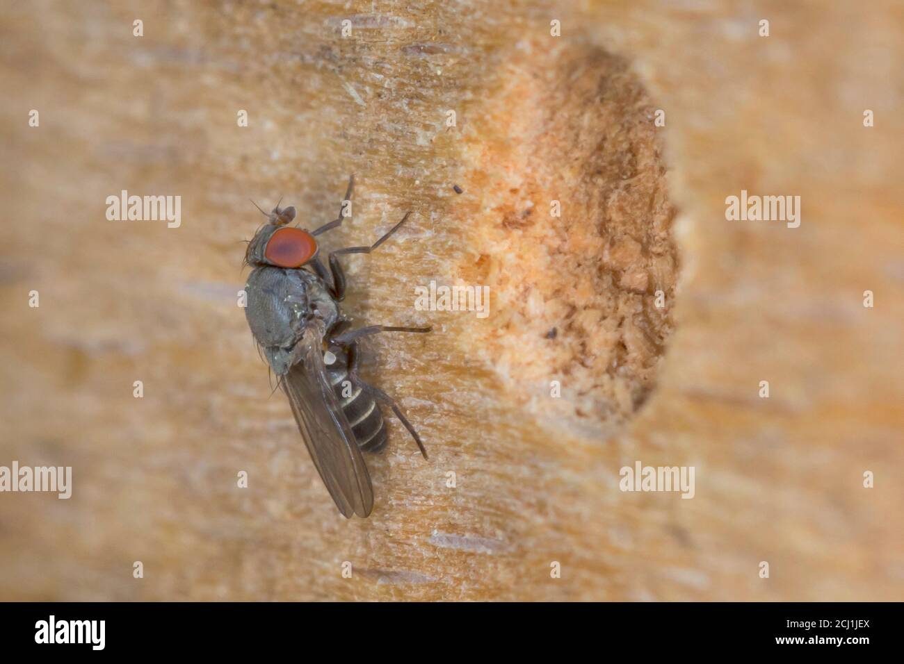 Mosca drosophilid, mosca di Houdini (indagator di Cacoxenus), parassita del foraggio di Osmia bicornis all'hotel di insetto, Germania Foto Stock