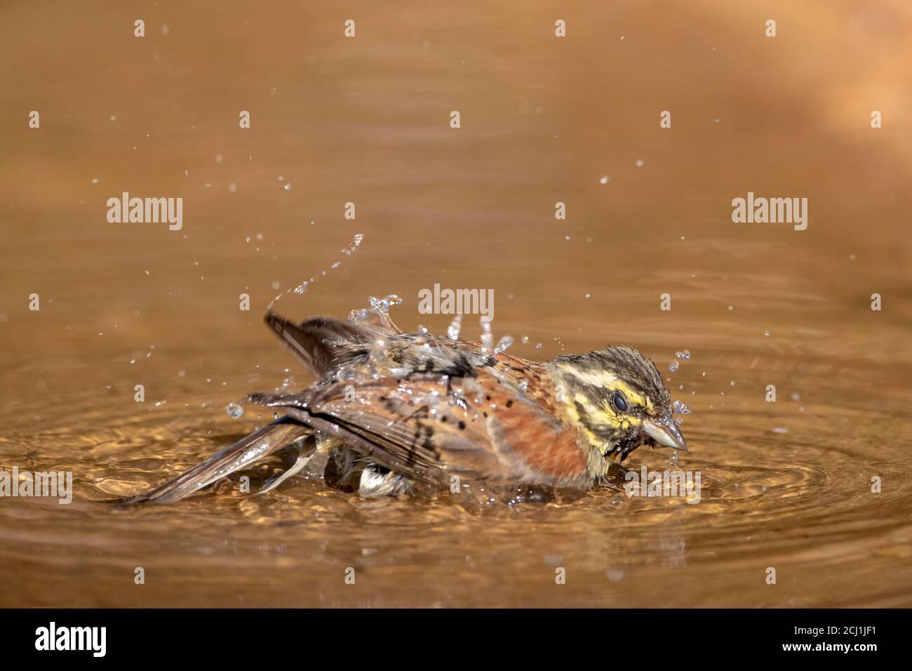 Cerco (Emberiza cirlus), maschio che prende un bagno, Spagna, Katalonia Foto Stock