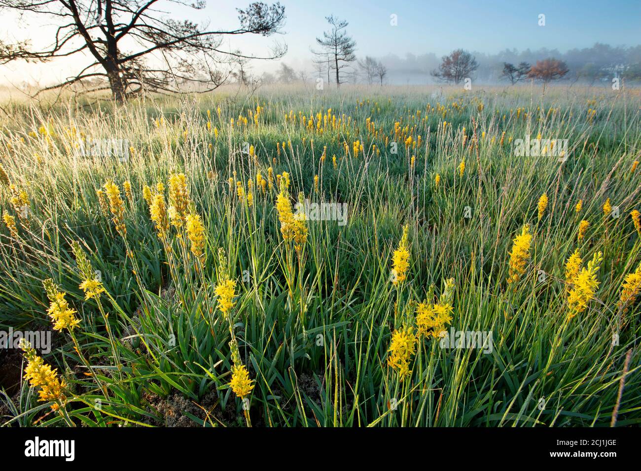 Bog asphodel (Narthecium ossifragum), in palude nella nebbia mattutina, Belgio, riserva naturale De Liereman, Oud-Turnhout Foto Stock