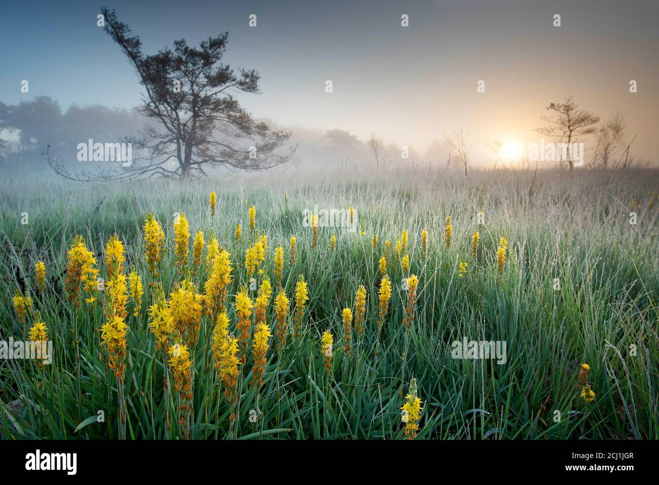 Asphodel della bog (Narthecium ossistfragum), in palude con nebbia mattutina, Belgio, riserva naturale De Liereman Foto Stock