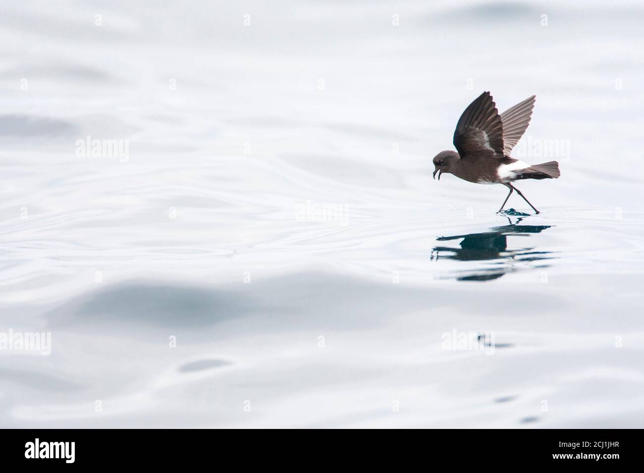 Elliot's storm petrel (Oceanites gracilis), che vola sopra la superficie del mare sull'oceano Pacifico, foraggiando con i suoi piedi, Perù Foto Stock