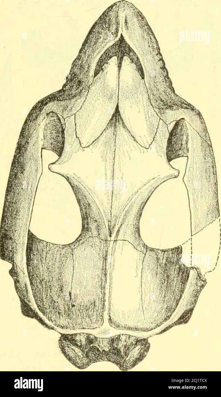 . La formazione di Deseado della Patagonia mm. Premolare 2, larghezza 28 mm. Premolare 3, lunghezza 20 mm. Premolare 3, larghezza 34 mm. Premolare, 4, lunghezza 22 mm. 20 mm. Premolare 4, larghezza 38 mm. 34 mm. Molare i, lunghezza 28 mm. 24 mm. Molare i, larghezza 40 mm. 38 mm. Molare 2, lunghezza 36 mm. 2&gt;2, mm. Molare 2, larghezza 48 mm. 45 mm. Molare 3, lunghezza 46 mm. 46 mm. Molare 3, larghezza 48 mm. 47 mm. Dentizione inferiore, altezza di mandibola sotto m. 1 66 mm. 56 mm. Incisore i, lunghezza 8 mm. 8 mm. Incisore 2, lunghezza 10 mm. 10 mm. Incisore 3, lunghezza 23 mm. 13 mm. Canina, lunghezza 8 mm. 9 mm. Premolare i, lunghezza 13 mm. 8 mm. LEONTINIA GAUDRYI 1 Foto Stock