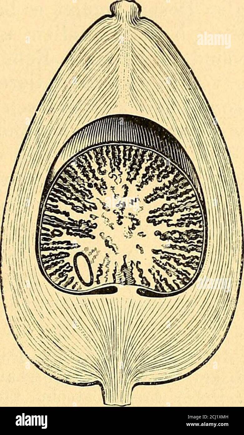 . Lehrbuch der Intoxikationen . 1902, pag. 739. Hans Helch, Pharm. Post 1902, pag. 499. Vander Mo er, Ber. d. pharm. GES. JG. 5, 1895, pag. 257 (Verwandtschaft von CytisinU.Pilocarpin). Jowett, Pharm. Viaggio. 1899, 29july; Brit. med. Journ.1900, 13 ott.; Transact. Del Chem. SoC. 77, 1900, pag. 473 u. 851; 79, 1901, pag. 580u. 1331; 83, 1903, pag. 438, 1905, pag. 796. Pinner & Schwarz, Chem. BER.Jg. 35, 1902, pag. 2441. – Pinner, ebenda Jg. 38, 1905, pag. 1570. E. Barral, Journ. De Pharm, et de Chim. 1904, N. 4, pag. 188. Arecolin. 1073 4. Arecaalkaloide. Li der in Fig. 125 u. 126 darg-estellt Foto Stock