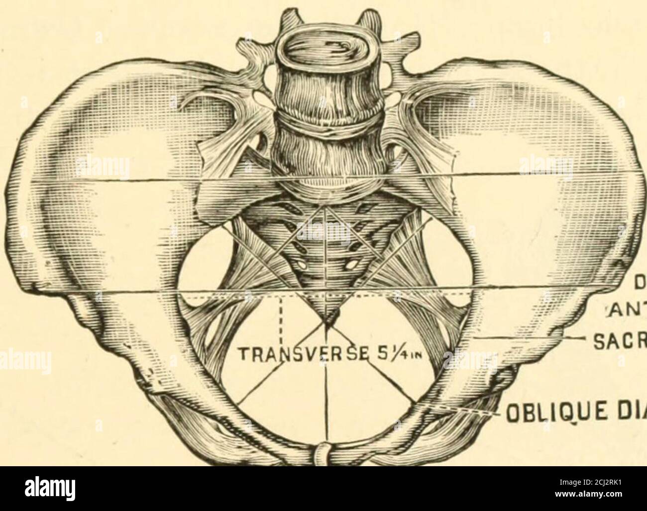 . La scienza e l'arte di Midwifery . nishes frazioni difficile ricordare, ma non offrendo vantaggi particolari in termini di accuratezza), o byselezionando come standard normale o un numero intero, o, dove le frazioni sono arie, la metà o quarto più vicina approssimando la media. Il piano TinLatter si raccomanda in pratica [di fatto sul punteggio di utilità e di con-venience. MECCANISMO OP MANODOPERA. 151 usuale studiare un'impallidatura di piani disegnati a diversi livelli attraverso le pareti pelviche, che servono a mostrare i cambiamenti nella forma e nelle dimensioni del canale osseo in punti selezionati di osservazione Foto Stock