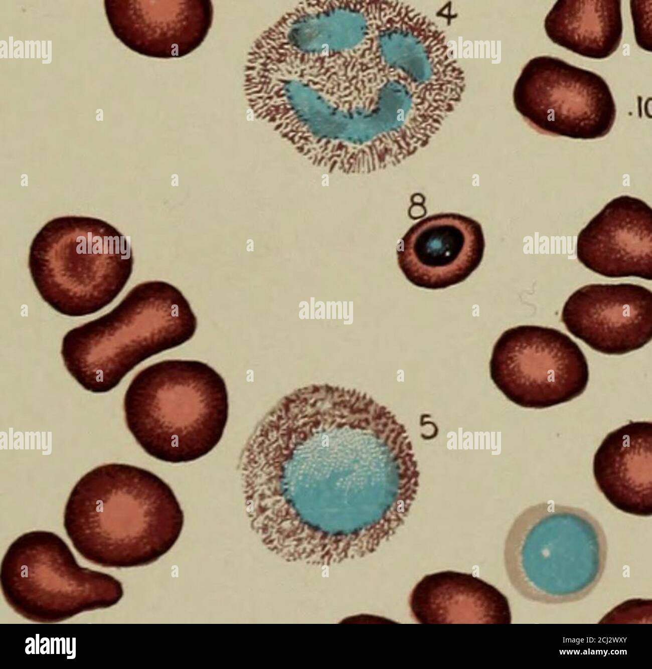 . Un manuale di diagnosi clinica mediante metodi microscopici e chimici, per studenti, medici ospedalieri e professionisti . OO. Foto Stock