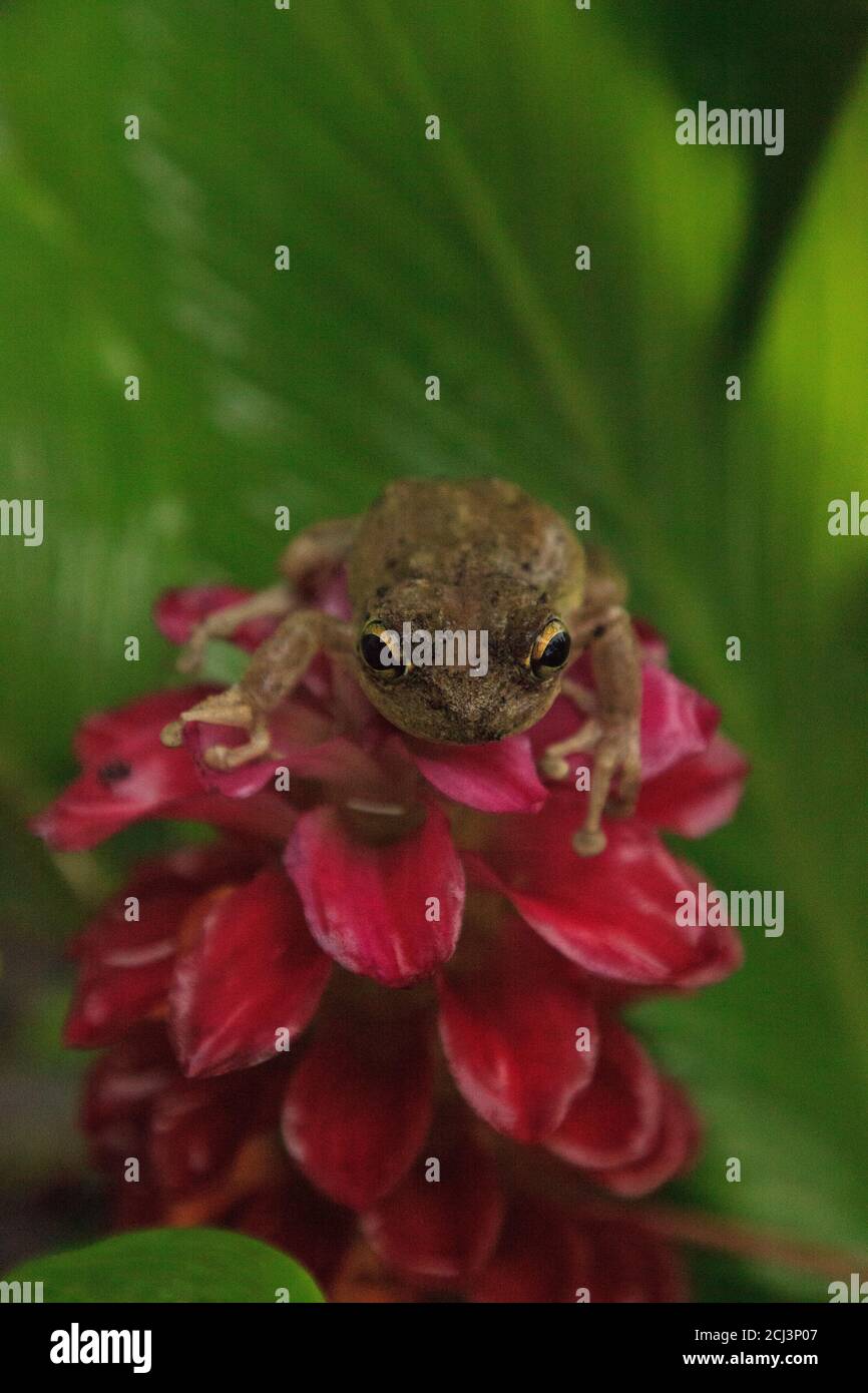 Arroccato su un gioiello della Birmania il fiore di zenzero è un albero di pineta Hyla femoralis a Napoli, Florida Foto Stock