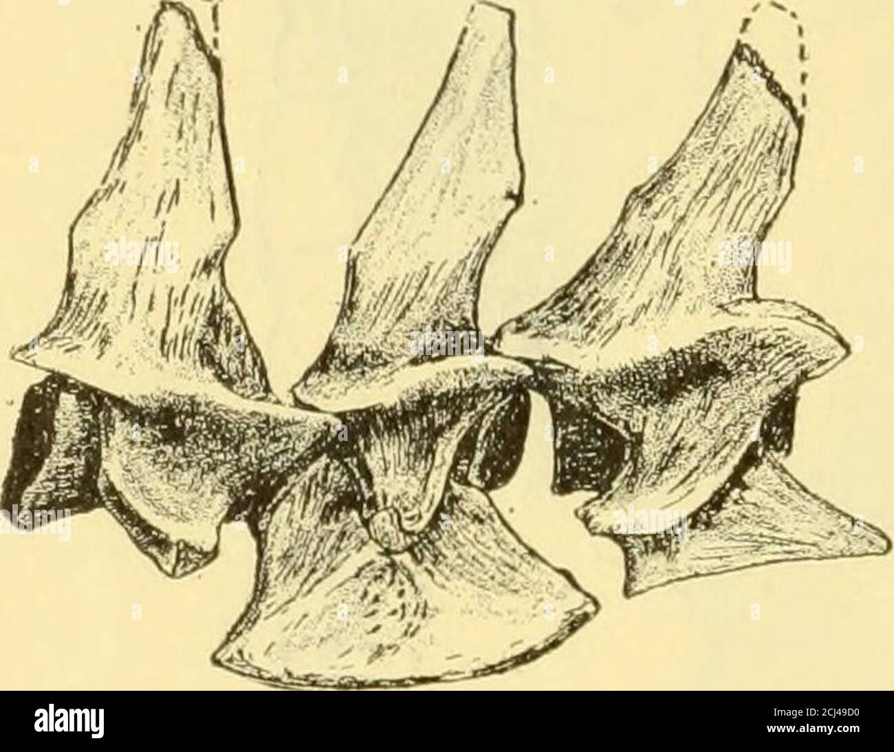 . La formazione di Deseado del cranio ok di Patagonia, campione 3191 cranio, lunghezza dalla parte anteriore del nasale alla parte posteriore della cresta di Lainbdoiclal 211 mm. Cranio, larghezza attraverso archi zigomatici 172 mm. Cranio, larghezza attraverso i processi postorhital 78 mm. Cranio, altezza sopra il molare 2 84 mm. Dentizione, da Upper inc. I a molare 3 140 mm. Dentizione, da Lower inc. i a molare 3 136 mm. Mandibola, altezza sotto il molare 2 35 mm. Mandibola, altezza sotto l'articolazione 118 mm.7 98 LA FORMAZIONE DI DESEADO di Patagonia l'atlante e l'asse sono volenti, e le caratteristiche degli altri cervicali sono state date sotto il generico Foto Stock