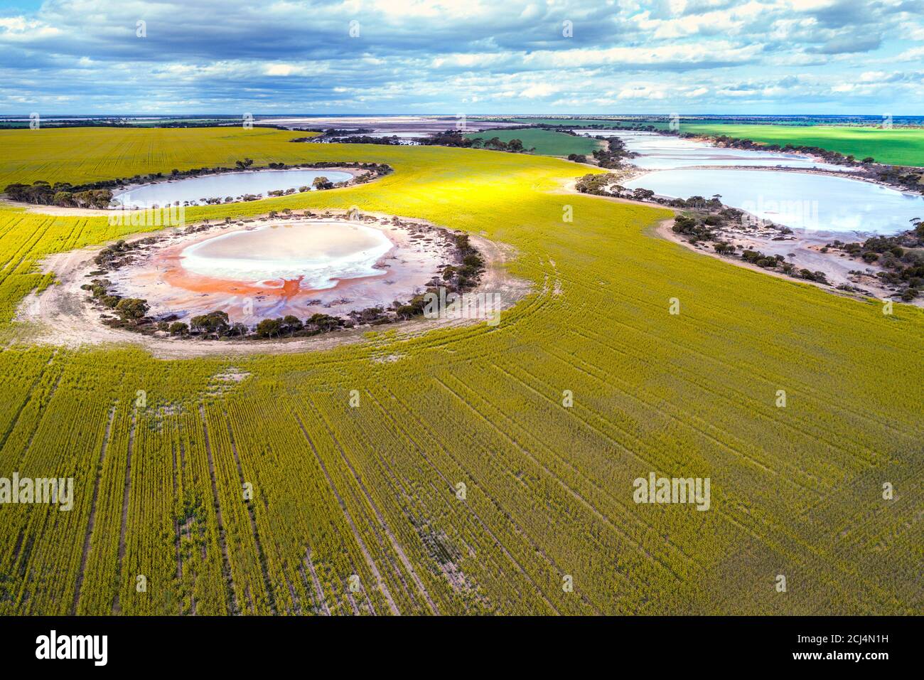 Vista aerea dei campi di Canola con laghi salati, Gums di salmone, Australia Occidentale Foto Stock