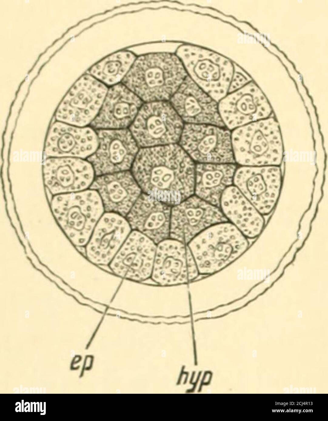 . La scienza e l'arte dell'ostetricia . il pro-nucleo femminile. F. P-V, pronucleo femminile ; M. PX. Pronucleo maschile : &gt;. BpermatozoOn. Quasi immediatamente dopo la produzione del nucleo di segmentazione si divide in due nuclei. Con un processo simile di scissione, il vitello si divide in due metà. I nuclei acl come punti centrali attorno ai quali raccolgono la porzione molecolare e viscosa del pro-toplasma. In questo modo l'ovulo è diviso in due nuove cellule, che differiscono in qualche modo per dimensione, e che si trovano vicino insieme all'interno della zona •Haeckel, antropogenico, Leipsic, 1874, pp. 100 etseq. Foto Stock