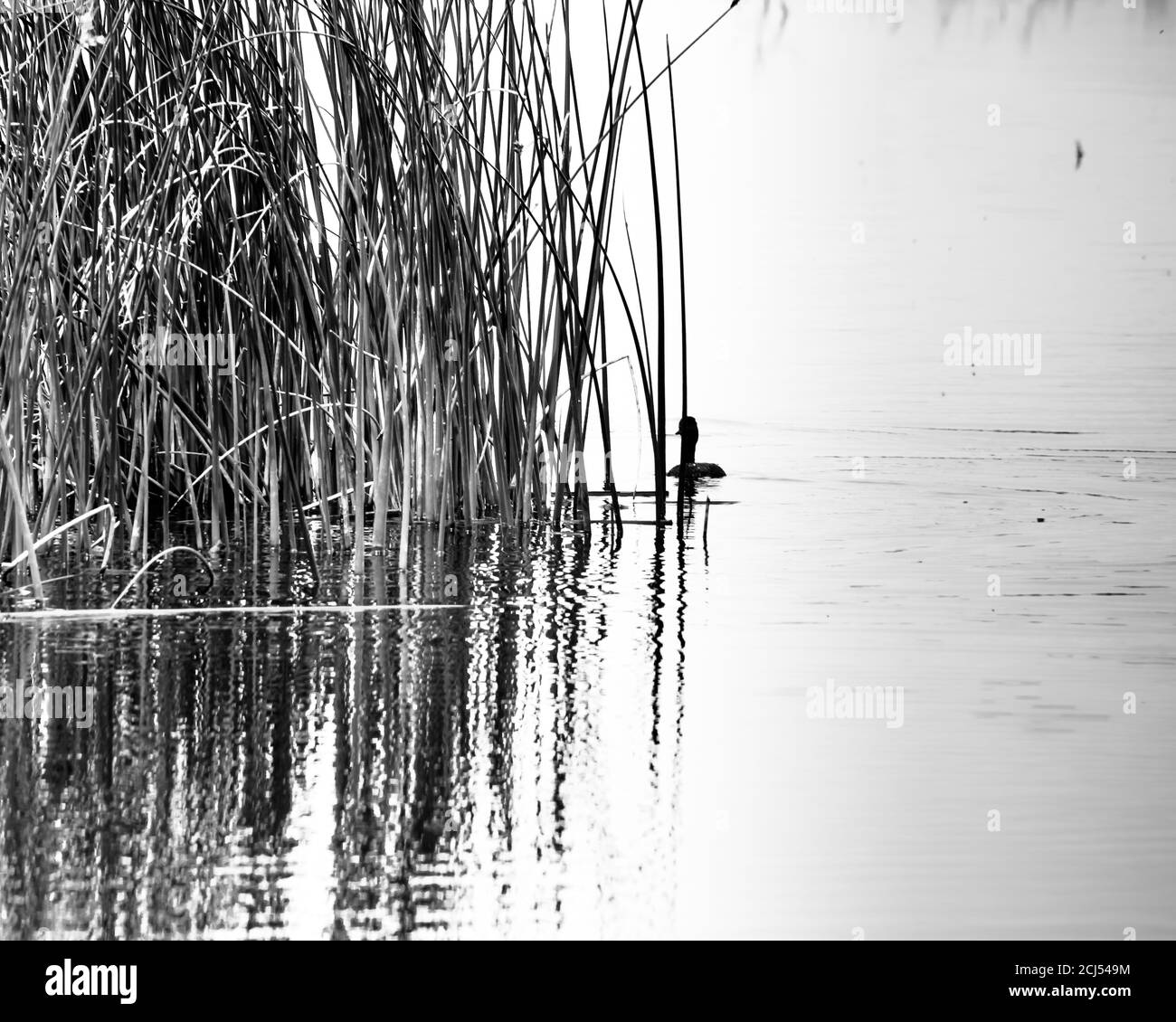 Anatra lone in bianco e nero Foto Stock