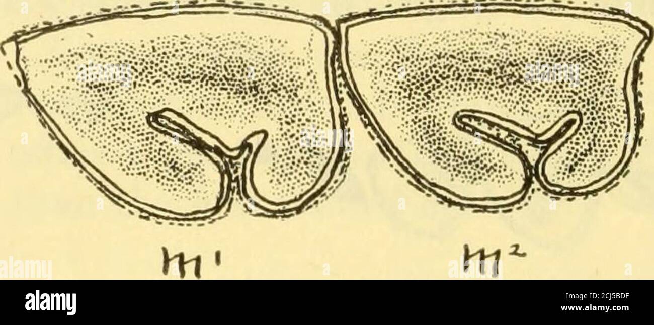 . La formazione del Deseado della Patagonia, gli edingpremolari e i molari essendo grandi e divisi in due lobesby un esterno profondo, e un interno poco profondo che si inpiega. Misure cranio, larghezza Ixlween (in- oiI)ilskull, larghezza attraverso i processi postorhital, altezza da m. 2 alla sommità del frontaleTullo, larghezza del palato opposta inc. 2Tullo, larghezza del palato opposta a m. 2Dentizione, dentizione, incisor i ant.-post.dentizione, pm. 3Dention, m. 26 length inc. i (o ni. 3lunghezza II mm.lunghezza II mm.lunghezza 22 mm. 60 mm. 88 mm. 77 mm. 42 mm. 62 mm. 140 mm. larghezza 16 mm. larghezza 13 mm. larghezza 16 mm. 82 IL DESEADO PER Foto Stock