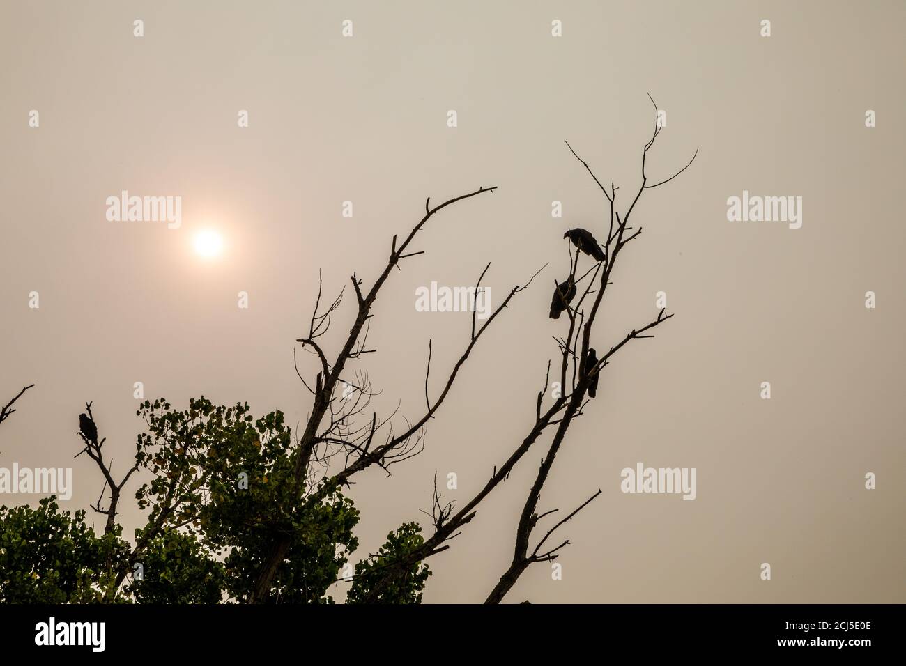 Gli avvoltoi tacchino si contornano con i cieli fumosi della California nell'estate del 2020 Foto Stock