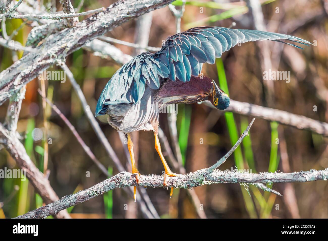 L'airone verde (Butorides virescens) che si esamina su un ramo albero.Anhinga sentiero nel Parco Nazionale delle Everglades. Florida. STATI UNITI Foto Stock