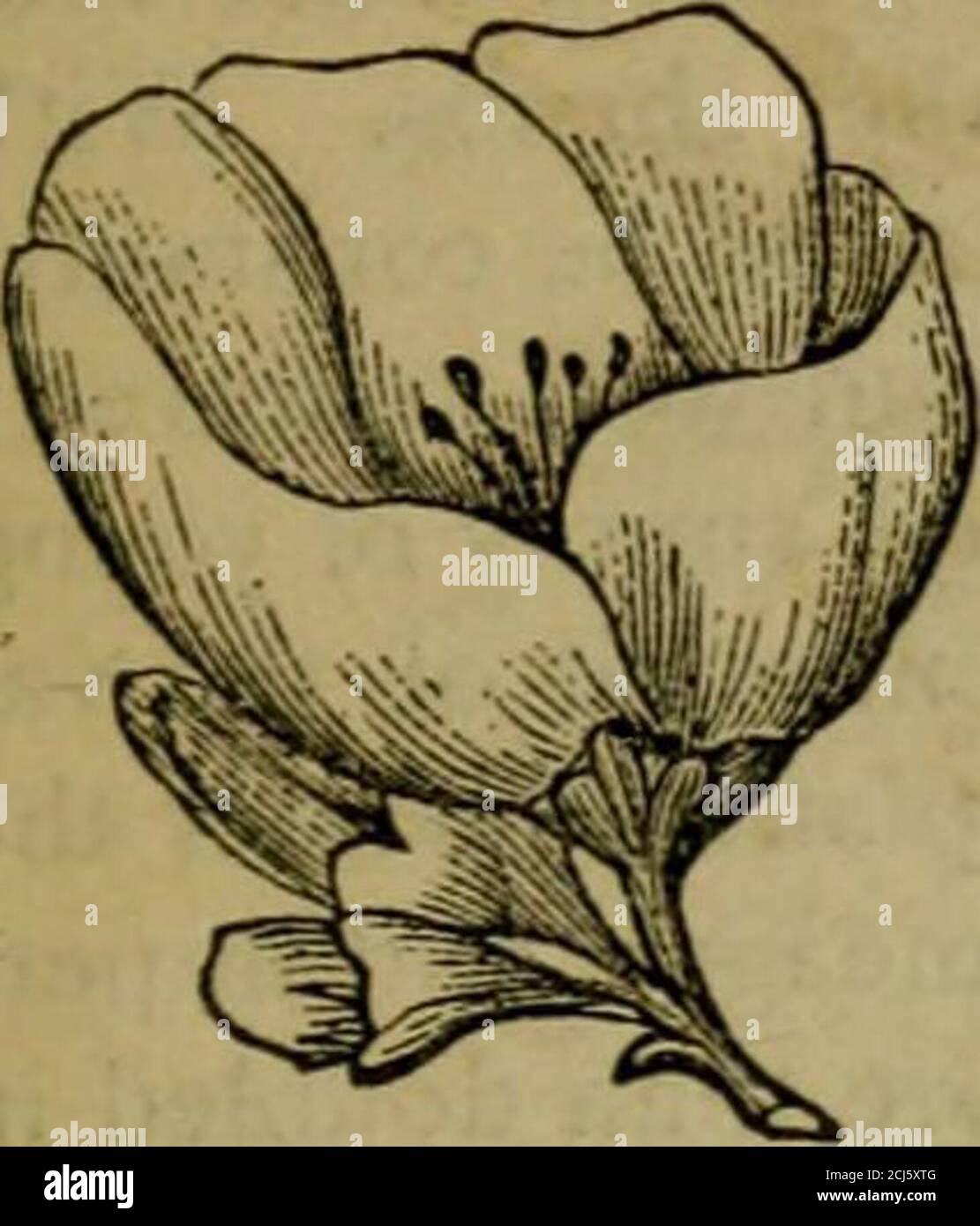 . Il registro annuale illustrato degli affari rurali e coltivatore almanac per l'anno .. . te massa, consentendo agli steli numrous di balzare dal suolo ; o può essere rifilata ad un monoscandro in una forma semi-standard, quando i suoi rami pendenti gli daranno un aspetto arich e impressionante. Forma anche belle piccole siepi orscreen. I fiori sono brillante-scarlatto e appaiono in primavera prima che le theleaves sono completamente espansi. Sono un pollice e mezzo a due pollici di diametro interno, e coprono l'intero arbusto con un display brillante. È readypropagato da strati e ventose, e anche sotto Foto Stock
