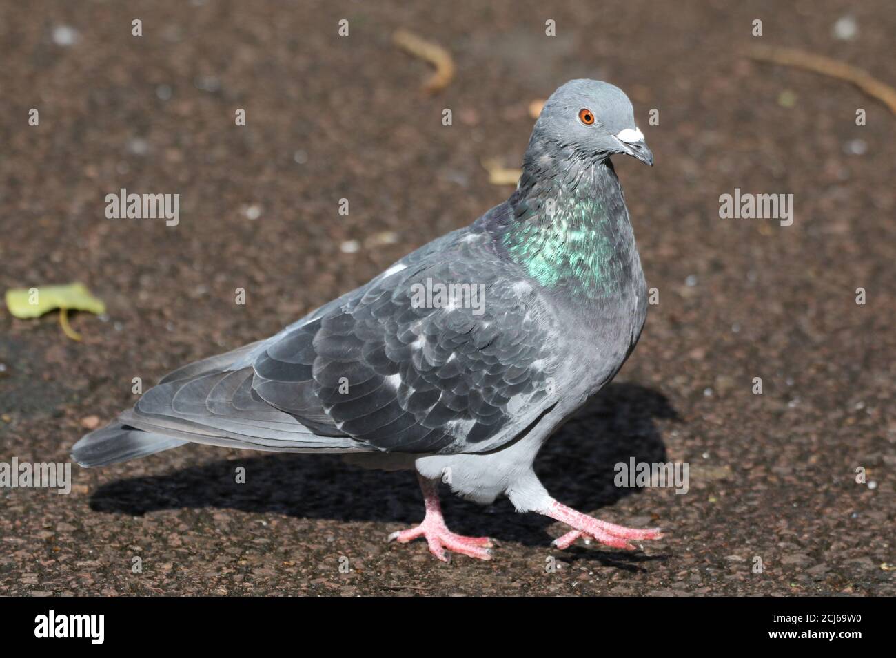 Un piccione feriale (Columba livia domestica), presso lo stagno di Bingham a Glasgow. Foto Stock