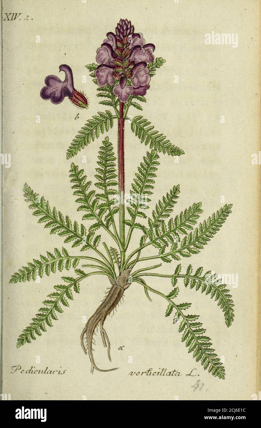 . Deutschlands flora in abbildungen nach der Europa . ;etim 3untu*« SieBuwltftboUigt, gelblicfjt, fajlflmf&e*formig unb treibt einzelne* ober auefc mebrere©tdngel, bie jutoetlen einen ed)Feu*tteife, ftnb(anglich£bunftt ucö t £b.ftf;tf OTurÄelM tf©t.ftf(t); £ tf(t) b.ftf(t) b.ftf&tf(t); t); Wütbtn tf(t) b.ftf(t) förmige tf(t) b.ftf(t) b.ftf(t);   tf(t)   tf); t) b.ftf(t) b.ftf(t);   tf(t); t)   tf(t)   tf(t) b.ftf bie QMume rft pur*furreib, bat einen (lumpfen £elm, unb einebretiun-w Unterlippe, deren £beile runMicftt(sab- S>icfc 9frt bat febon im frtfc&e. Foto Stock