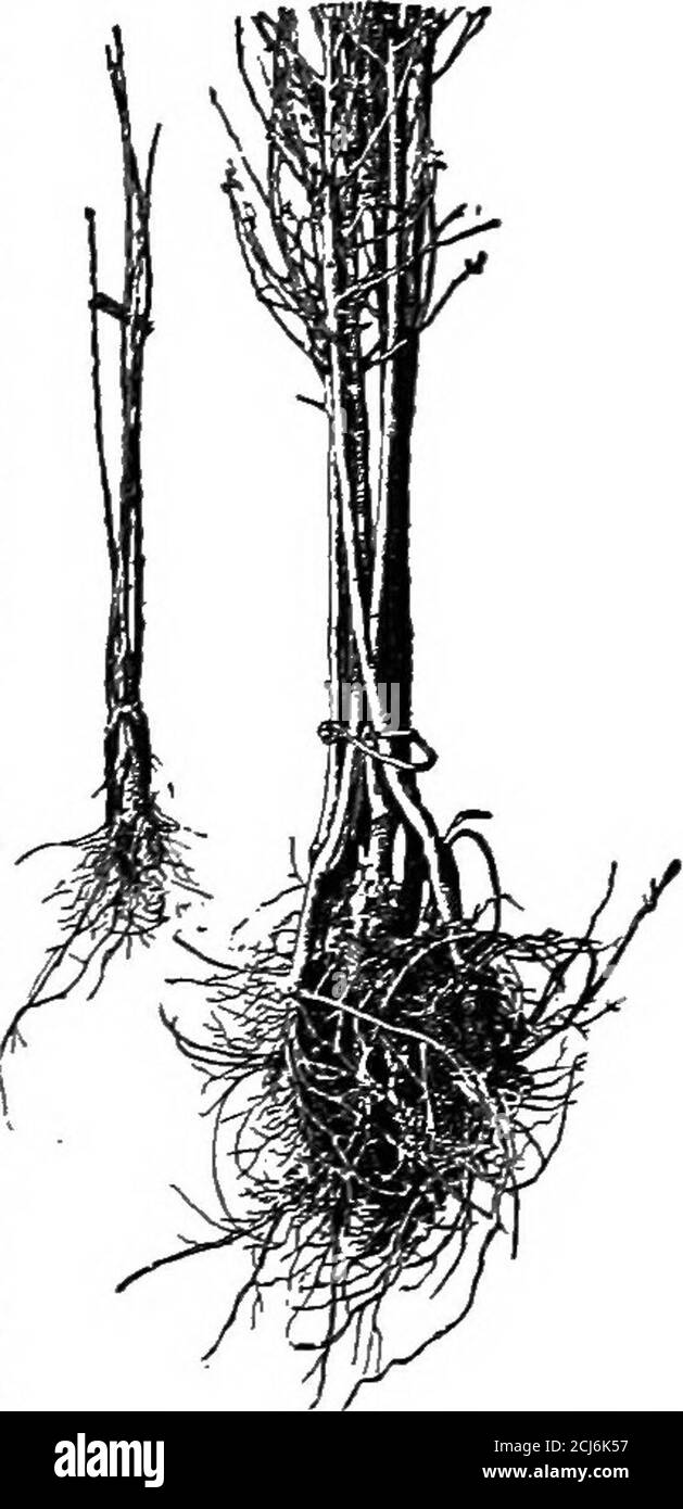Il libro-vivaio; una guida completa alla moltiplicazione delle piante. È  convinceche molto molti degli alberi radicati sono fatti contali pezzi  corti e deboli delle radici che gli alberi sono dis-tinctly inferiori.