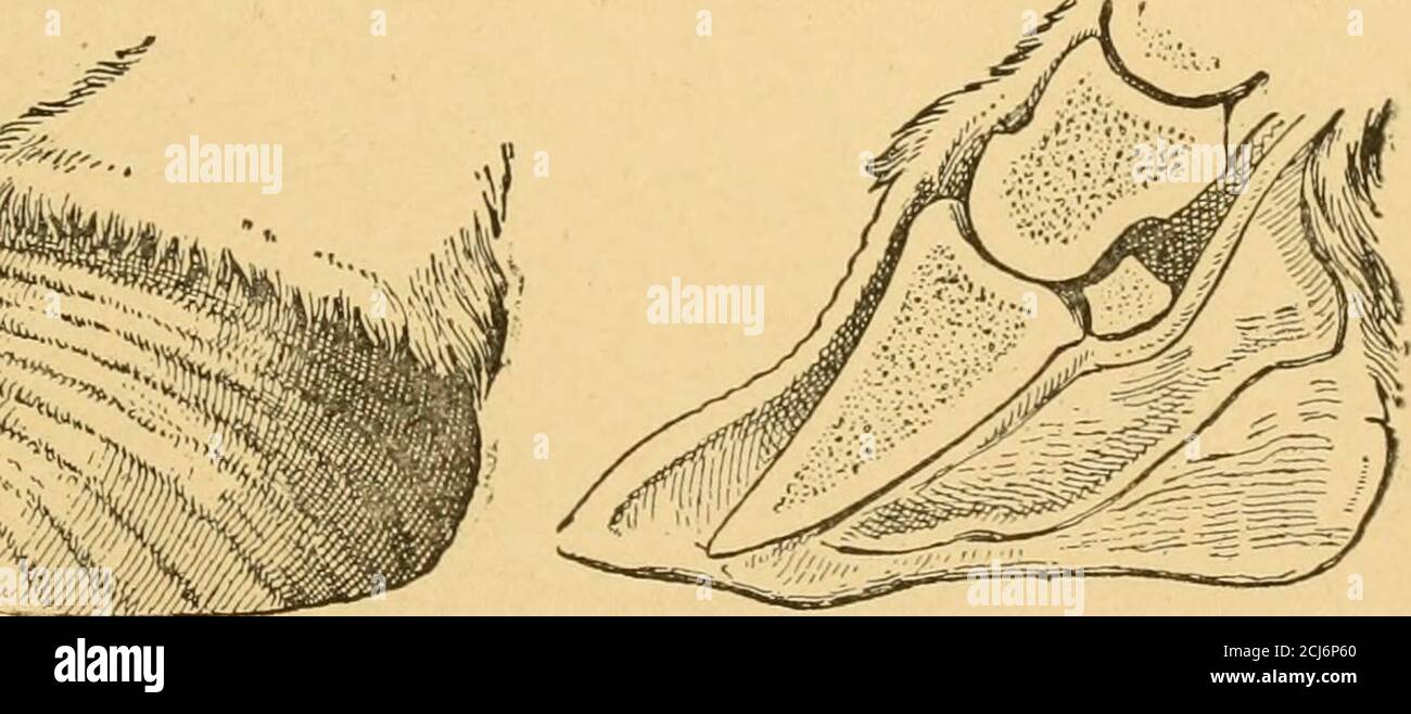 . L'arte delle racchette da cavallo : un manuale per i farriers . Fig. 82.risultato della deicrniità dalla laminite. Fig. 83. - la sezione che mostra la parte anteriore della parete è separata dalle lamine sensibili. Sandcracks. - questo è il nome dato alle crepe nella parete, che iniziano alla corona e si allungano verso il basso. Dalla loro posizione alla punta, o al lato dello zoccolo, sono talvolta chiamati rispettivamente fratture della punta e quarter-cricche. La crepa può morbilare leggermente e può esistere senza causare zoppia. Può apparire improvvisamente, accompagnato da grande zenessand dalla emissione di sangue da tra i bordi della divisa Ava Foto Stock