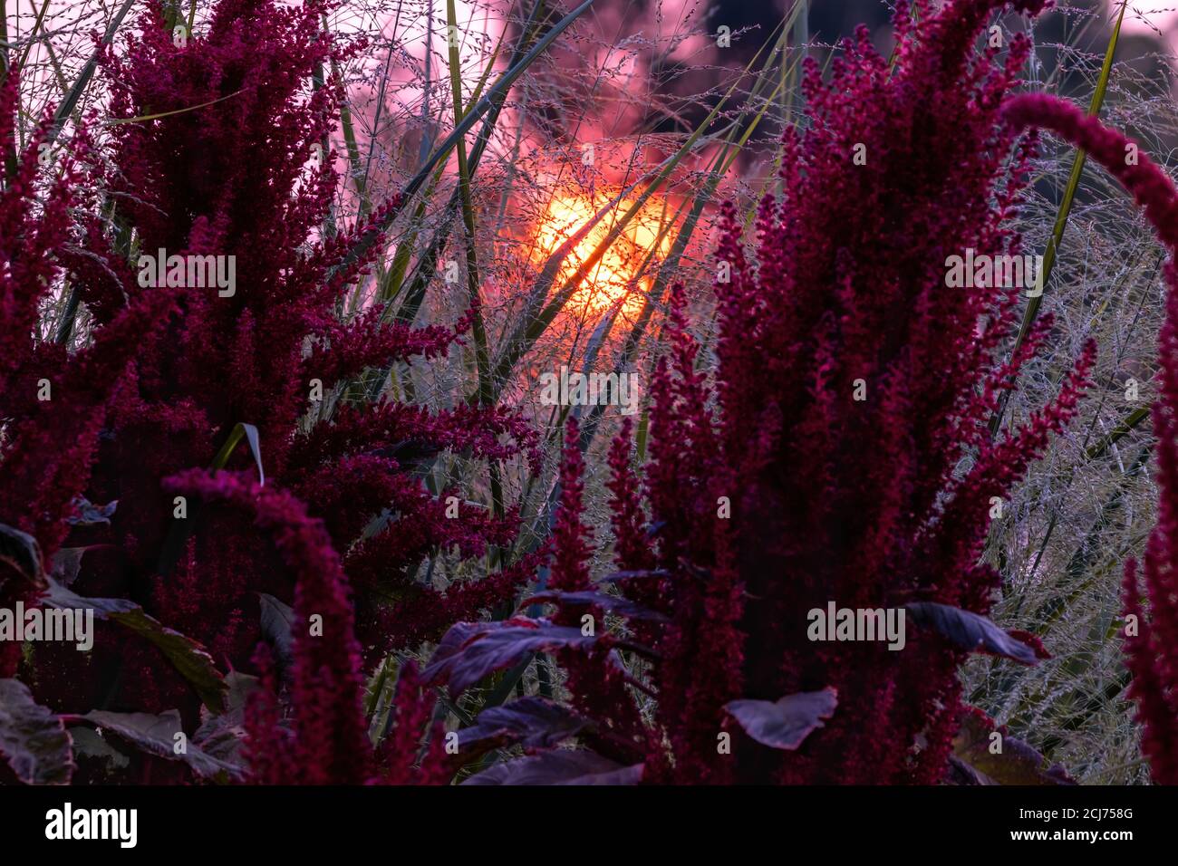 Il caldo bagliore del sole che tramonta, rosso dai recenti incendi boschivi, fluisce attraverso due piante di Amaranthus Red Spike in Colorado. Foto Stock