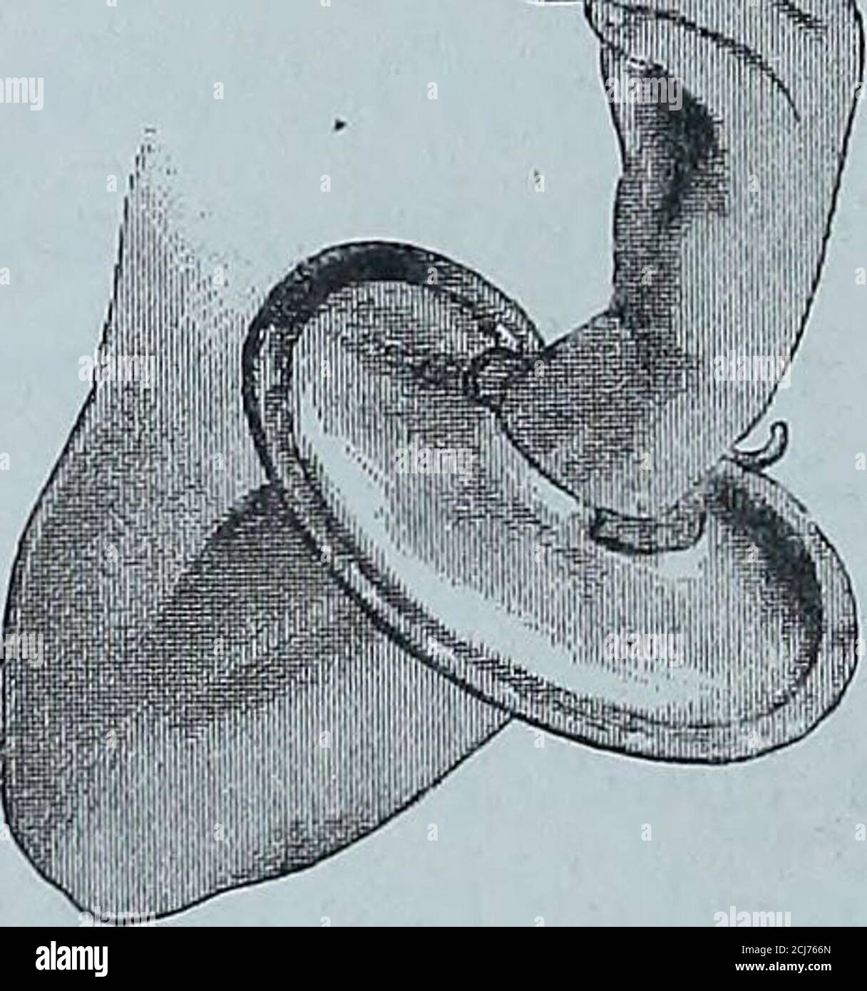 . Scoperta dei laghi Rudolf e Stefanie : una storia dell'esplorazione del conte Samuel Talaki. Coltello da combattimento come marle, buma, andd(3nyiro. Ing, le cicatrici essendo asbig come fagioli. Il womenamong il Buma e Marie disfigura il lowerlip in un molto notevolmente notevolmente, forandolo prima,e poi gradualmente allargando il pezzo di tilla di apertura di bue-corno può essere inserito, circa tre a tre e mezzo pollici di spessore, di tre pollici di lunghezza, Le due aperture del thepece di corno che è accatastato in su con legno.la bocca è da questo mezzo tenuto aperto, gli incisivi più inferiori sono rotti via, la tongueessendo lasciata esposta a. Foto Stock . Scoperta dei laghi Rudolf e Stefanie : una storia dell'esplorazione del conte Samuel Talaki. Coltello da combattimento come marle, buma, andd(3nyiro. Ing, le cicatrici essendo asbig come fagioli. Il womenamong il Buma e Marie disfigura il lowerlip in un molto notevolmente notevolmente, forandolo prima,e poi gradualmente allargando il pezzo di tilla di apertura di bue-corno può essere inserito, circa tre a tre e mezzo pollici di spessore, di tre pollici di lunghezza, Le due aperture del thepece di corno che è accatastato in su con legno.la bocca è da questo mezzo tenuto aperto, gli incisivi più inferiori sono rotti via, la tongueessendo lasciata esposta a. Foto Stock