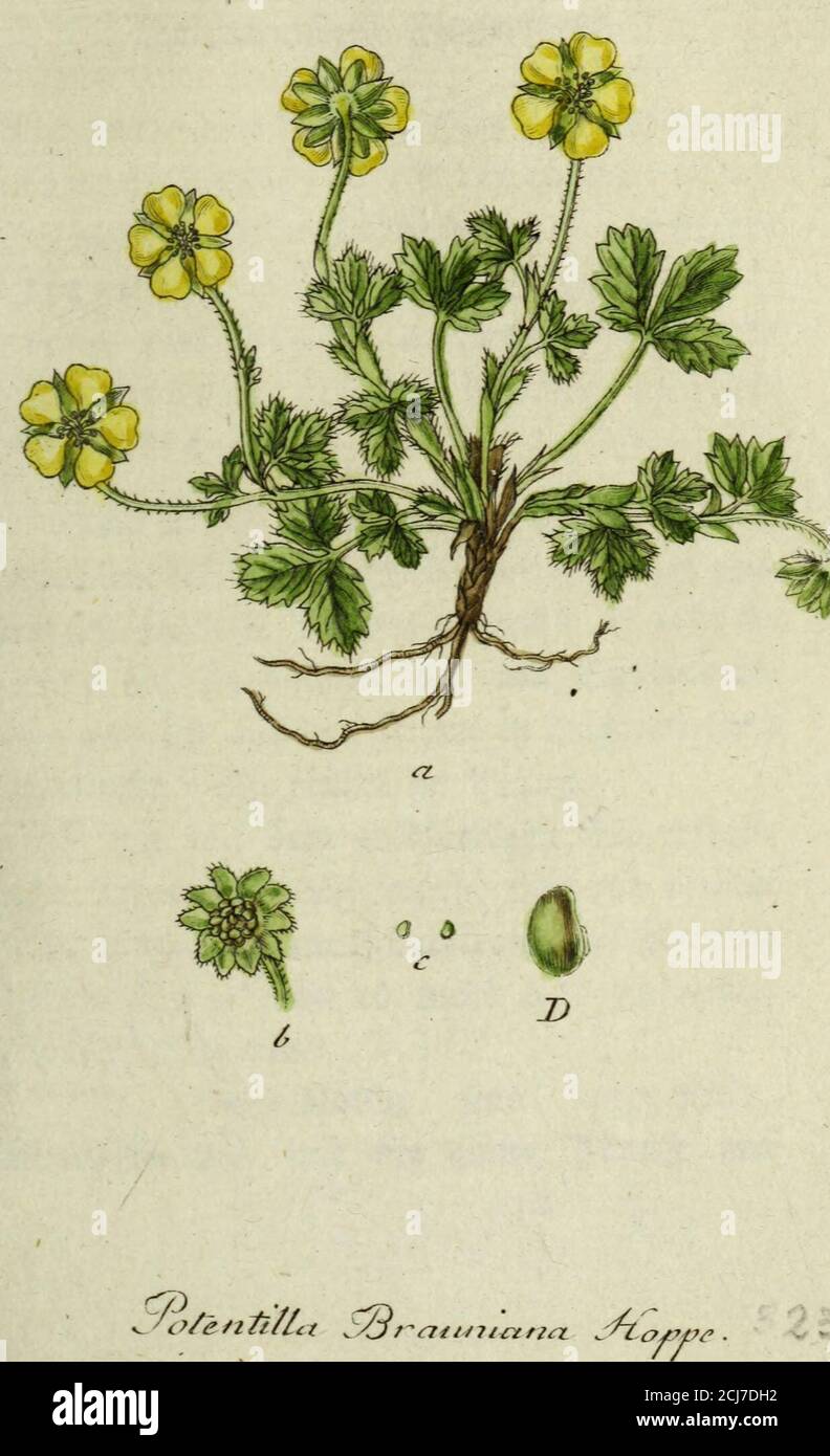 . Deutschlands flora in abbildungen nach der Europa . ©te 23urjei fefmnlrUicfu, fafcrtc&t. JDteSSunelbiartei: Limggefiftft, glftt, btepidfc*iid): btc 3Mdrtc(jen vvcrfet;rt eoformtg, fcetcons;feit€finger? ber 95efc^«flFe«r>eit Nr SBurielMdf?ter nur etltytö Meiner. £>ic §5liit&e!i an beitgbett auf langen (Stielen, bie Q5I«menMdt*tcr gelb eu»TF£ ait*jgeranDet, tttidjt langer a( £äti ber  ). Sie ©aamen brdänlief) ttn& reffet* 5>tefe SPffanie imrcruf;IDCT fiel) txm berP, venu» |ti ivi((€er einige Sotamftr f-.e AW 9 tybaxt tecftnet, in meiern StueFett. £ieglatter finb immer nur fc>rct)jdf Foto Stock