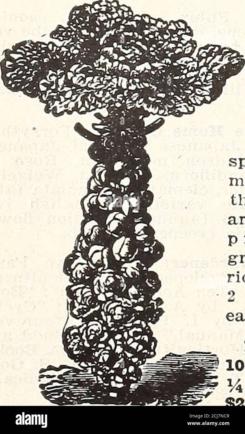. 1915 Griffith e Turner Co.: Forniture di aziende agricole e di giardini. Bars^ Mammoth € 0,75 Colo^itl (Verde) 70 per 1000. USD 5.005.50 Prezzi, espresso, non prepagato. CARCIOFI IiABGE VERDE GlaCBE. - questo è un vegetale molto bello da mangiare. Somefare cotto come asparagi; cioè, prendere la testa di fiore prima di essere-gin per aprire e cuocere molto allo stesso modo degli asparagi. FKT., 5c. Once, 35 c. JEBUSAIIEM.- i tuberi arrostiti o bolliti, serviti con burro, sale e pepe, fanno un piatto un po 'pensare superiore alle patate. PK., 75 c. Autobus, 2.50 dollari. BRUSSELS SPROUTS (tedesco, Gruener Kopfkolil).1 oz. Di sementi a 100 Tardi di Bow Foto Stock