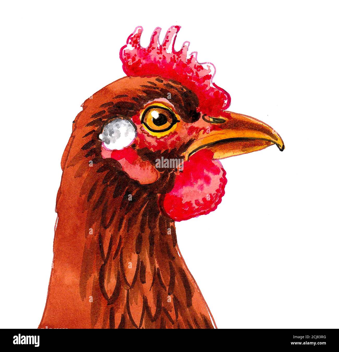 Testa di pollo alla gallina. Disegno a colori dell'inchiostro e dell'acqua  Foto stock - Alamy