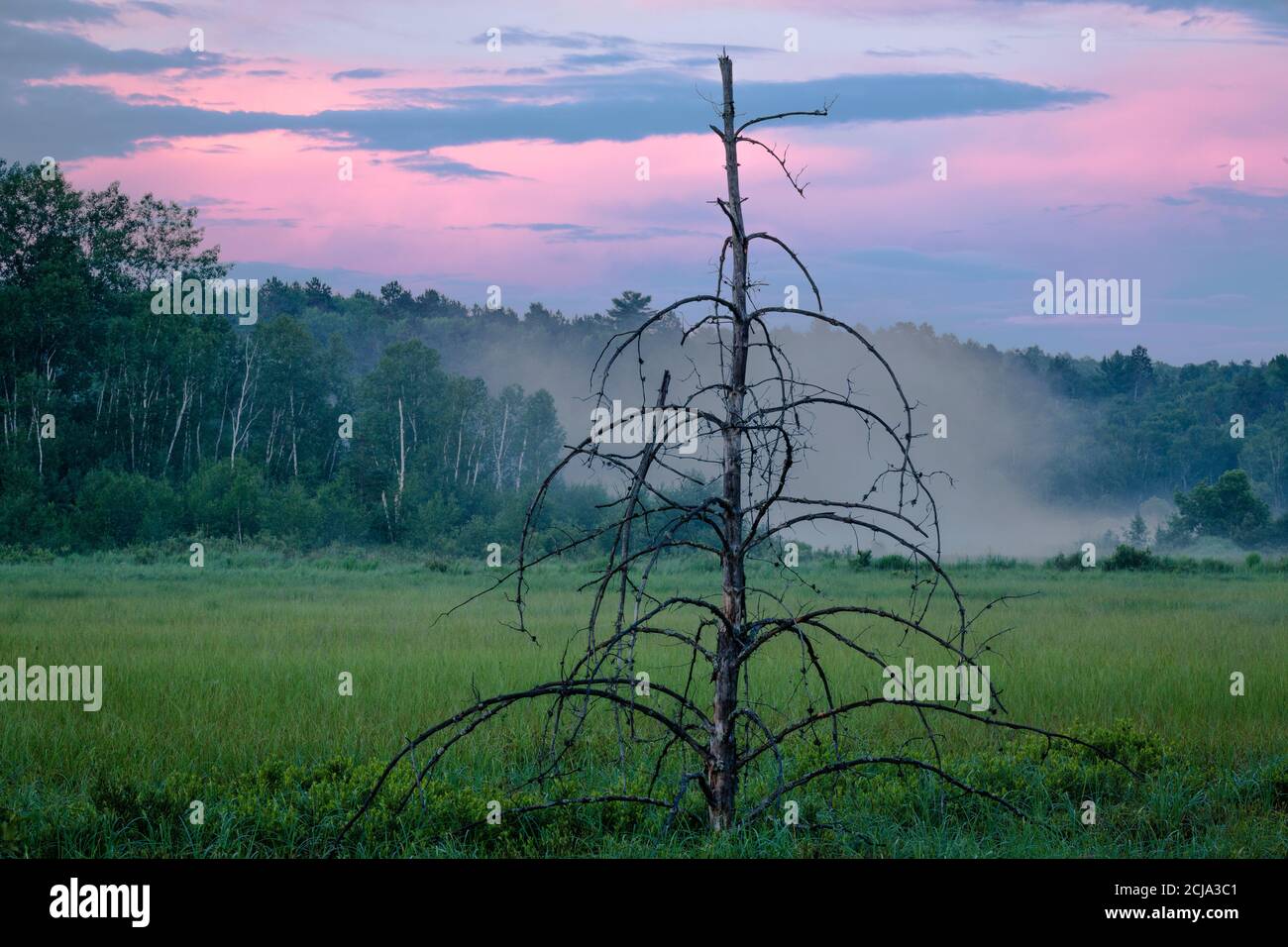 Scheletro di pino jack in zona umida con rosa sulle nuvole da sera, Sudbury, Ontario, Canada. Foto Stock