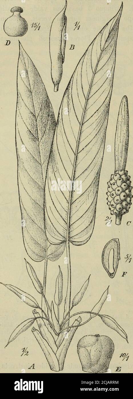 . Botanische Jahrbücher für Systematik, Pflanzengeschichte und Pflanzengeographie . Fig. 1. Homalomena Lauterhachii Eng. A Habitus, B Inflorescenz, C Kolben, D Teilder männlichen Inflorescenz mit zweimännigen Blüten, e Staubblatt, F weibliche Blütemit Staminodium von oben, 0 dieselbe von der Seite, R Pissill im Längsschnitt, J das-selbe im Querschnitt, K Samenanlage, L Staminodium von Seite. Verga. Enkleh, Pflanzenreich IV. 23 D. diandri. Pistilla subglobosa stilo brevissimo et stigmate disco instructa;Ovaria trilocularia^ ovulis pluribus basi appfiis. COM-PRESS liver Staminodia Foto Stock