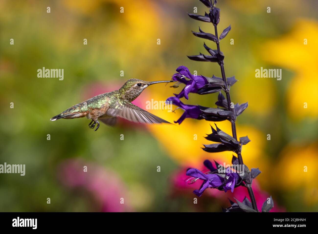 Un colibrì ha un pranzo veloce. Foto Stock