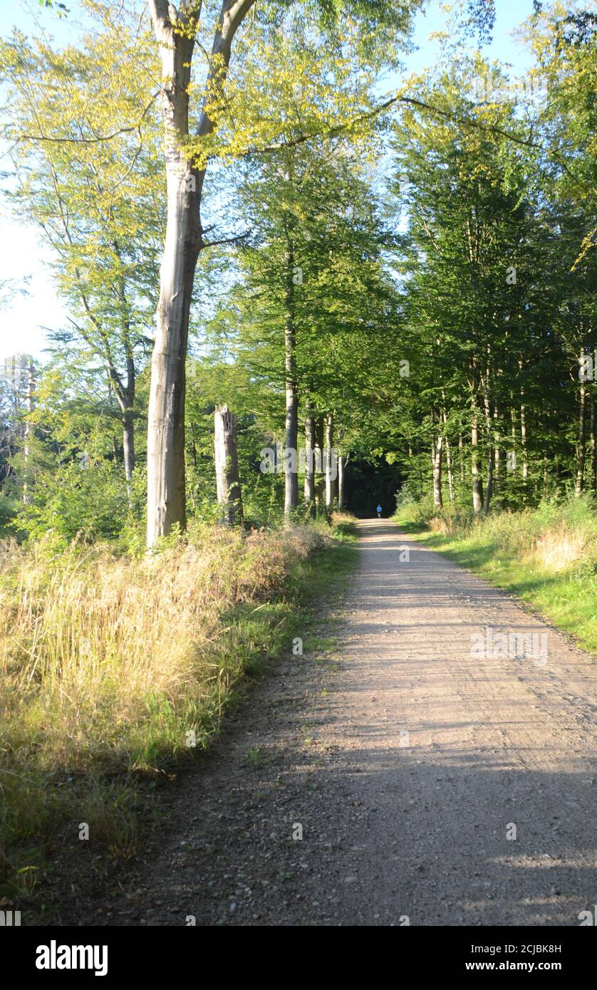 Foresta di tronchi strada fiancheggiata da grandi alberi, un jogger blu può essere visto alla fine della strada. Foto Stock