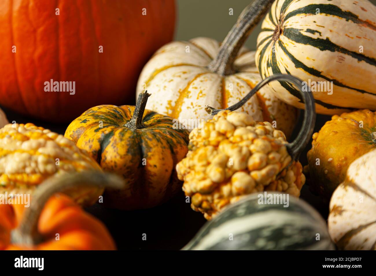 foto di una varietà di zucche, squash e zucche sparse casualmente su sfondo nero. Un'immagine ideale per la vendemmia autunnale, Halloween, grazie dando t Foto Stock