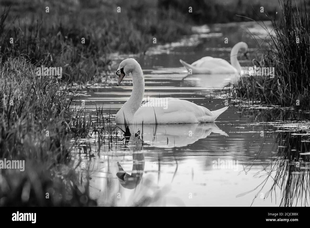 Foto in bianco e nero di un paio di cigni che nuotano al crepuscolo Foto Stock