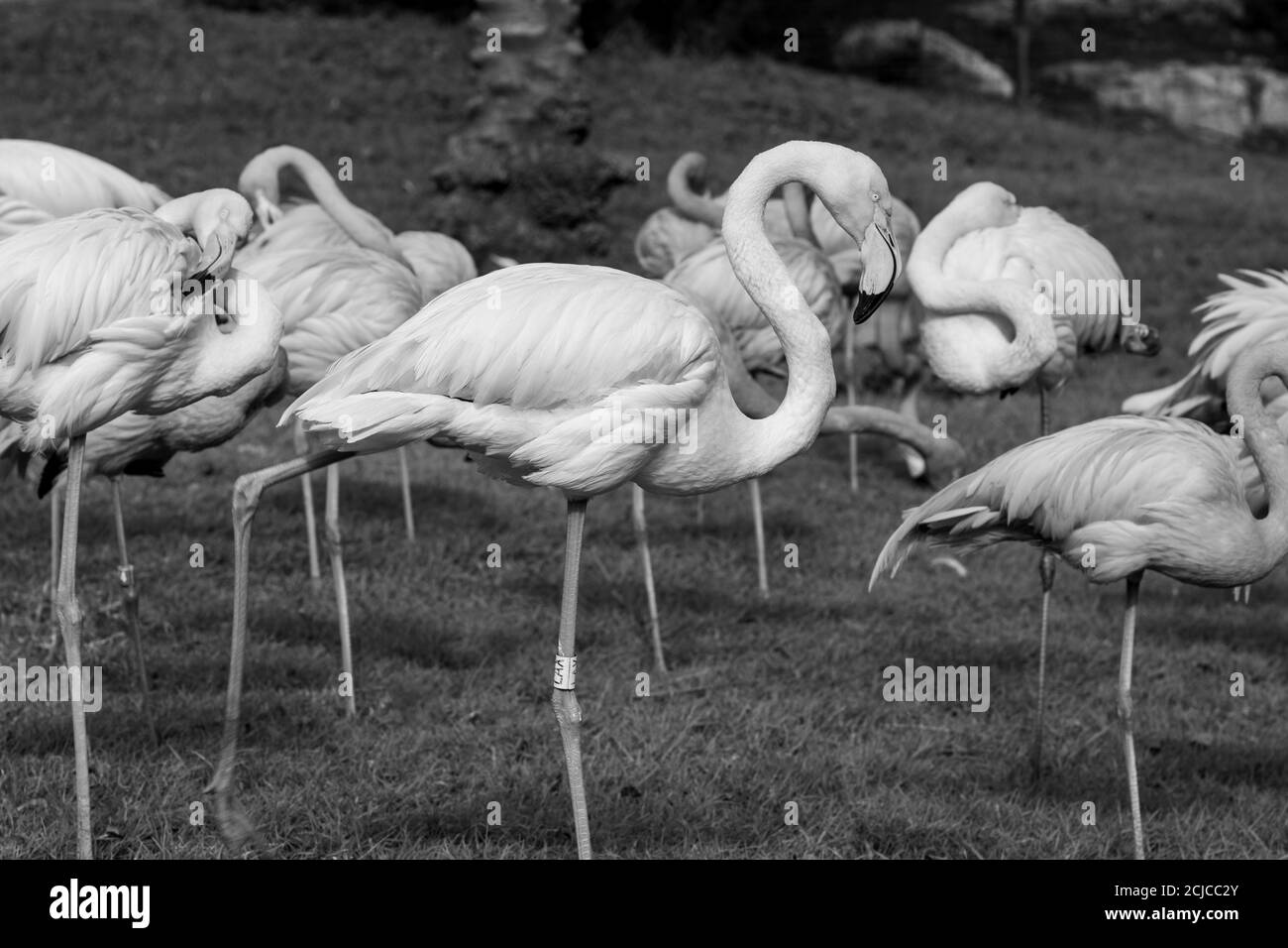 Un gruppo di fenicotteri si ergono sull'erba a zoo di Gerusalemme Foto Stock