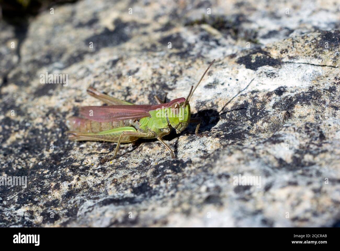 Comune Cavalletta verde Foto Stock