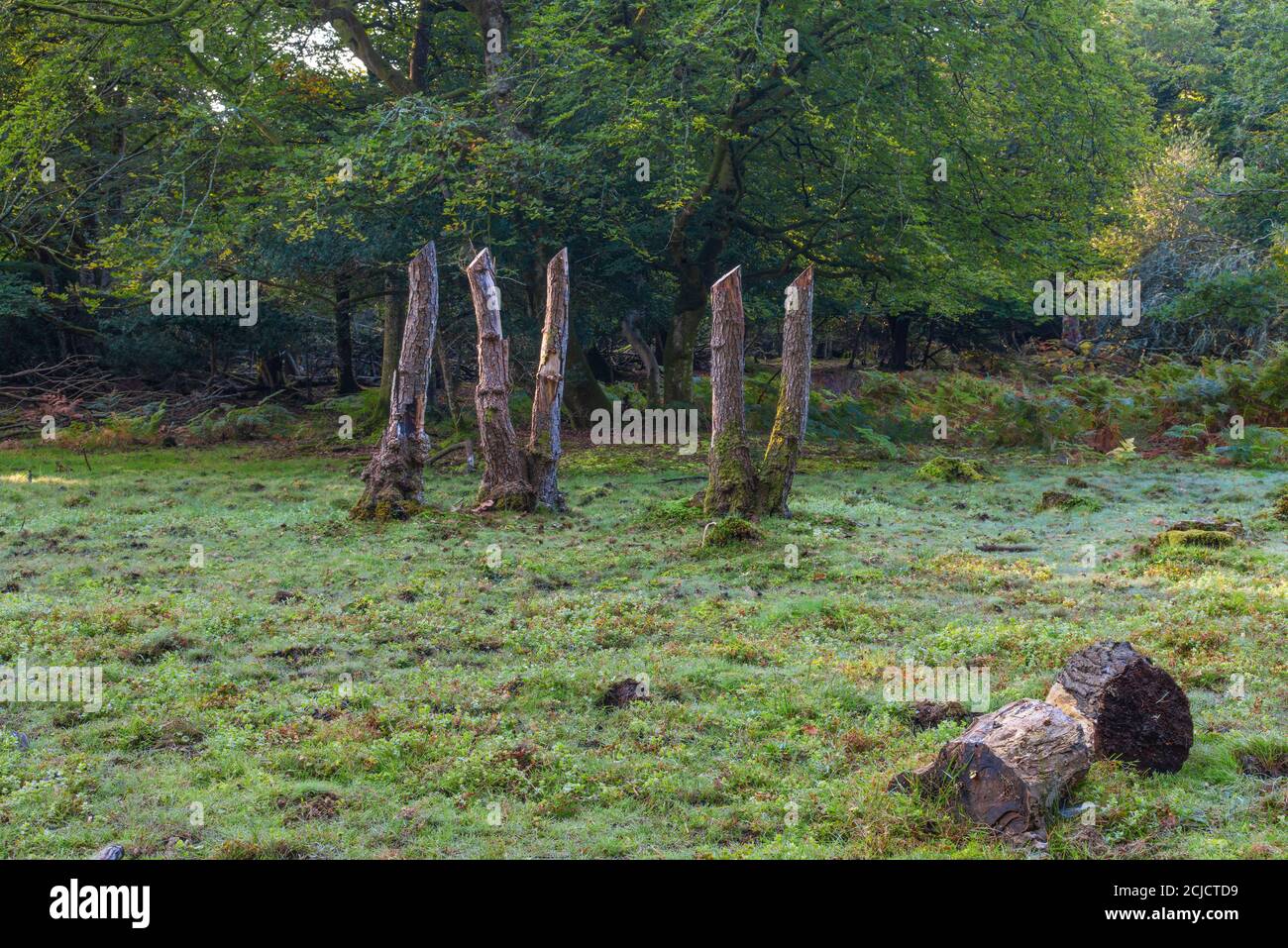 I ceppi di pini mostrano numeri romani di 4 e 5 con il log in primo piano preso a Minstead Woods, Lyndhurst, Inghilterra Foto Stock