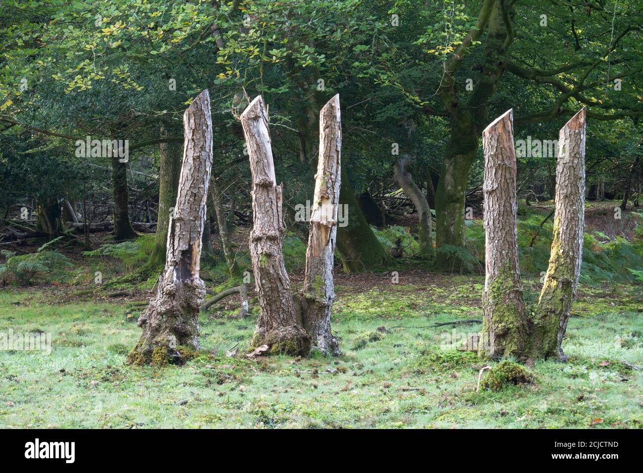 Ceppi di alberi che mostrano numeri romani 4 e 5 isolati. Presi a Minstead Woods, Lyndhurst, Inghilterra Foto Stock