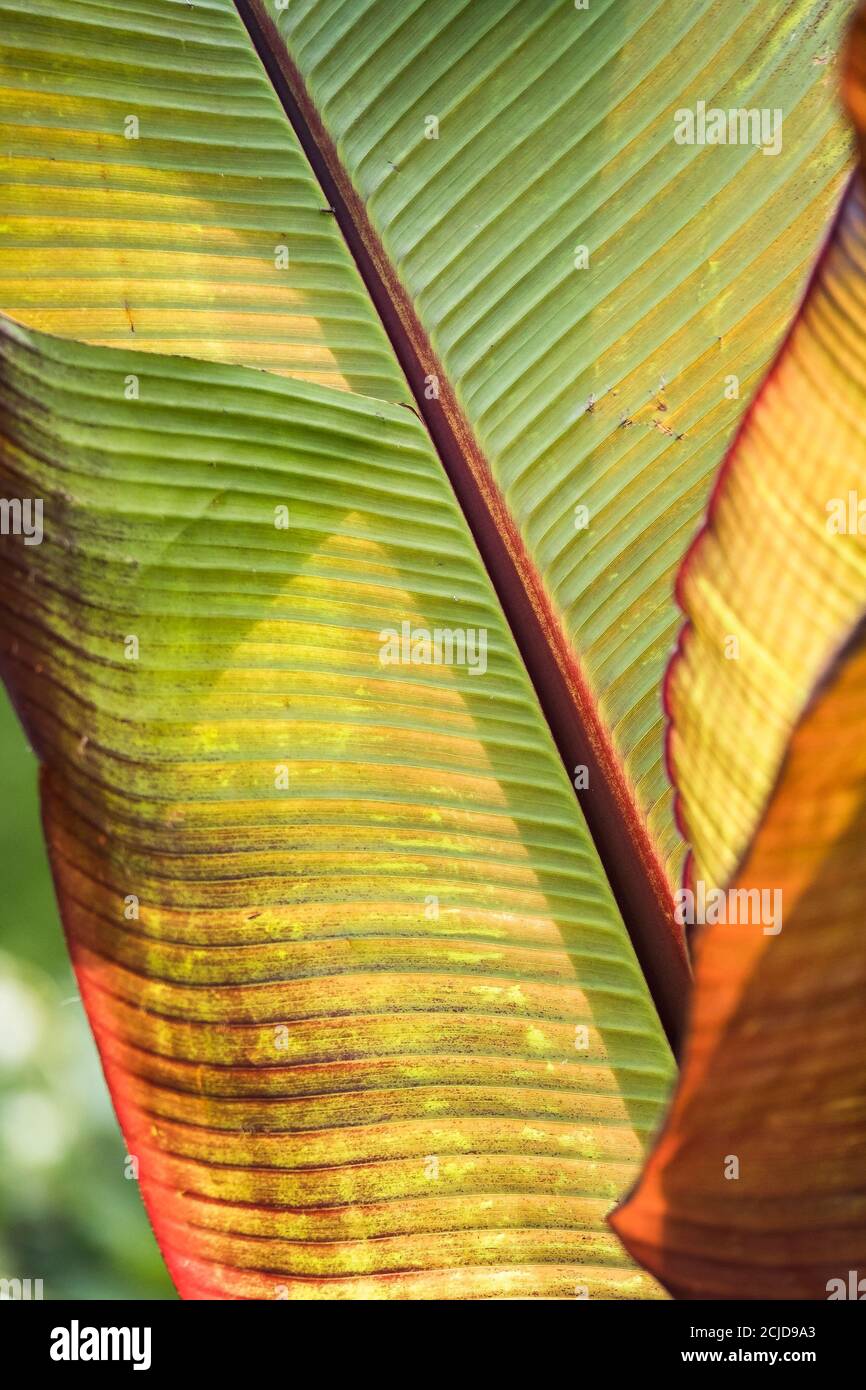 La parte inferiore di una foglia di un piano Musa Basjoo retroilluminato dalla luce del sole del mattino presto. Banana pianta. Foto Stock